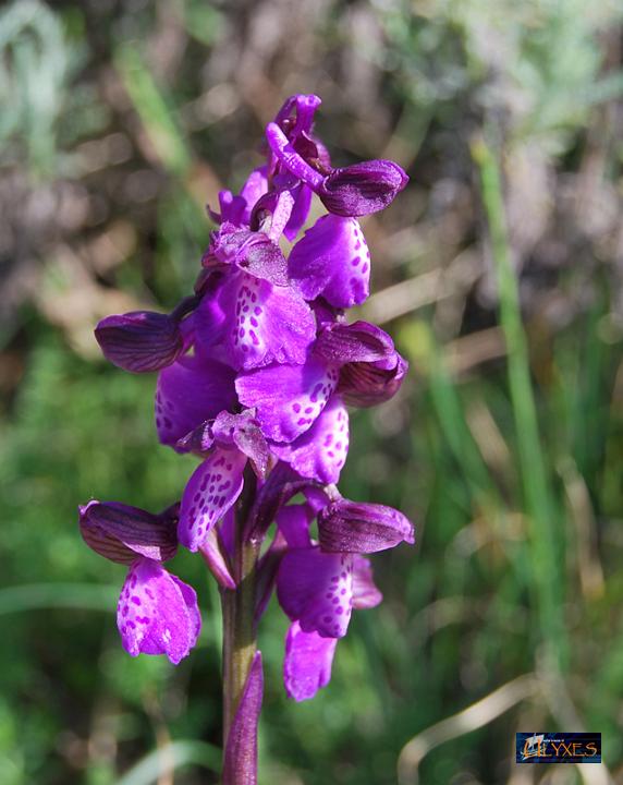 orchis morio.JPG